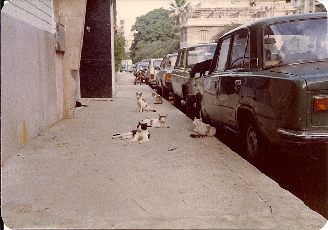 Hinh anh duong pho Alexandria, Ai Cap cuoi thap nien 1970-Hinh-12